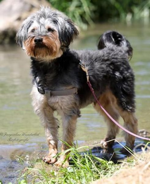 Unser Schnuckelchen TOBY