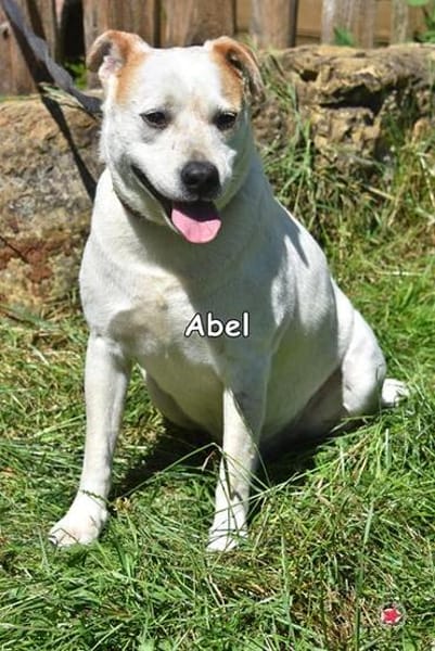 ABEL
