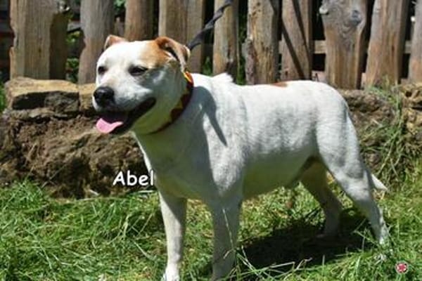 ABEL