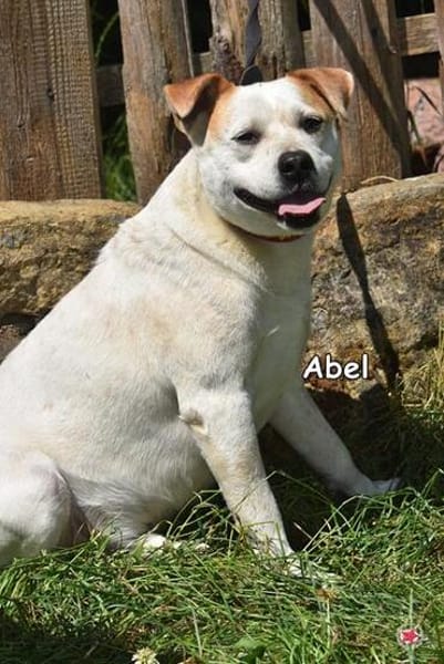 ABEL