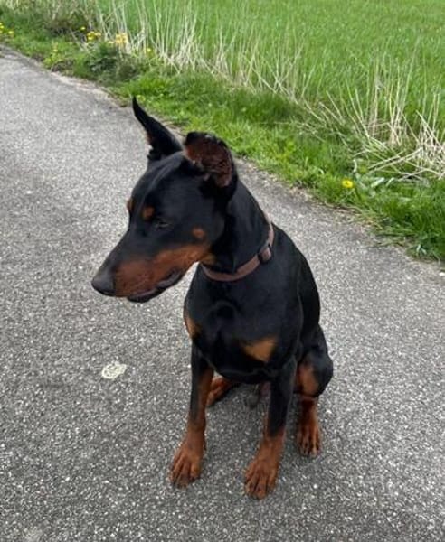 Enzo - kein einfacher Dobermann