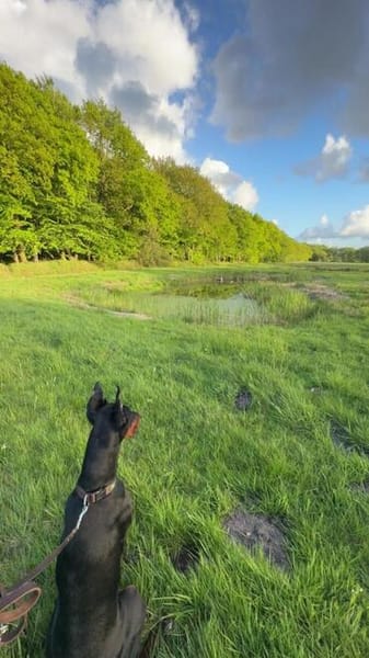 Enzo - kein einfacher Dobermann