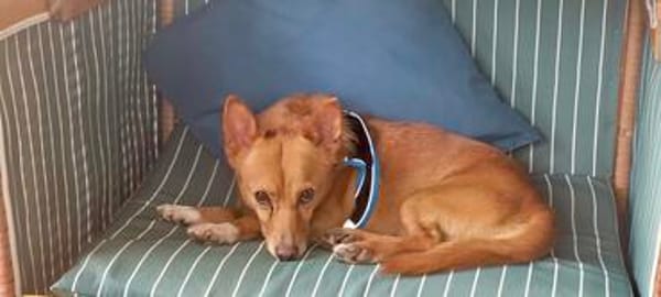 Charmeur JOEY 💙 sucht sein Für-immer-Zuhause