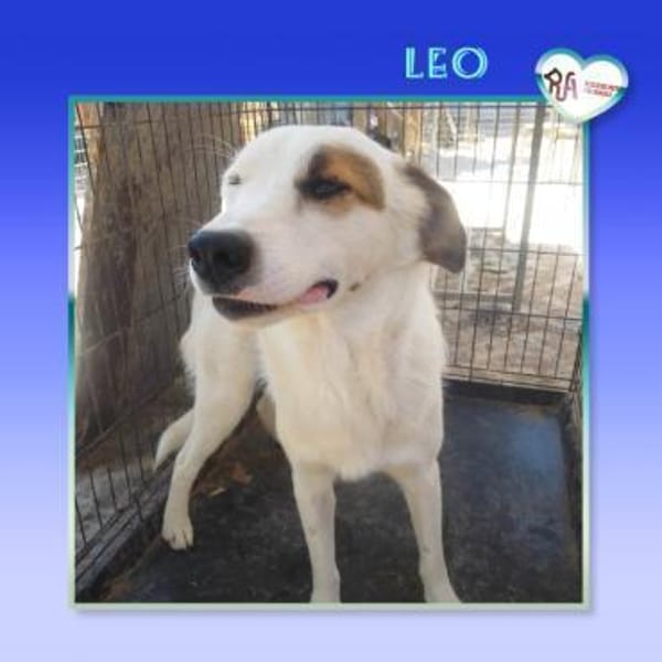Leo - einfach ein toller Hund