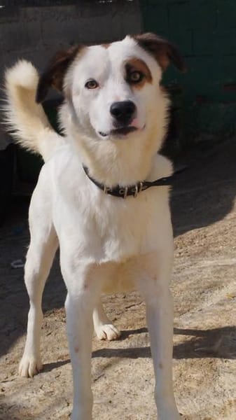 Leo - einfach ein toller Hund