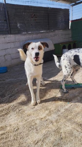 Leo - einfach ein toller Hund