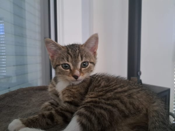 Censy