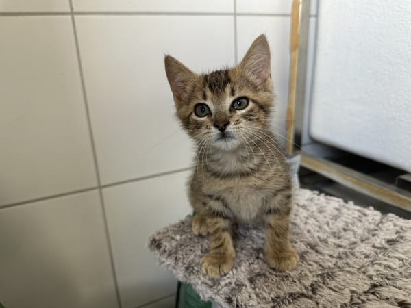 SACHA