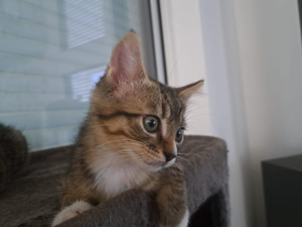 Djemba