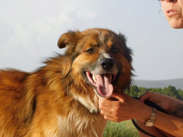 PINGO