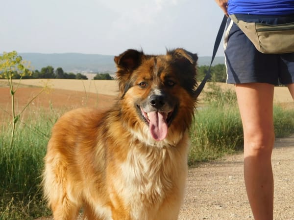PINGO