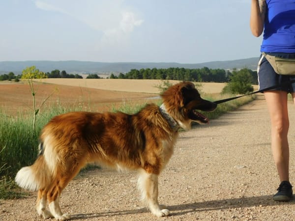PINGO