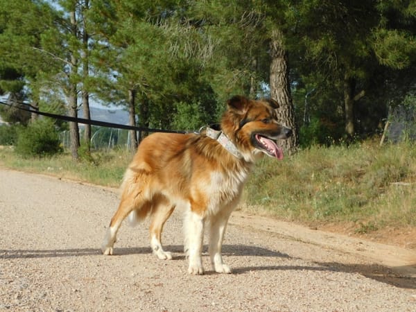 PINGO