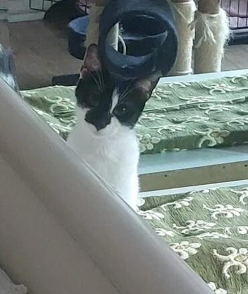 Thea Freundliches Katzenmädel sucht Familie