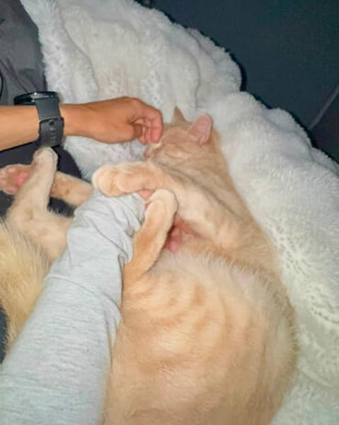 Cappuccino, feinfühliger Schmusekater, ca. 3 Jahre *in 47803