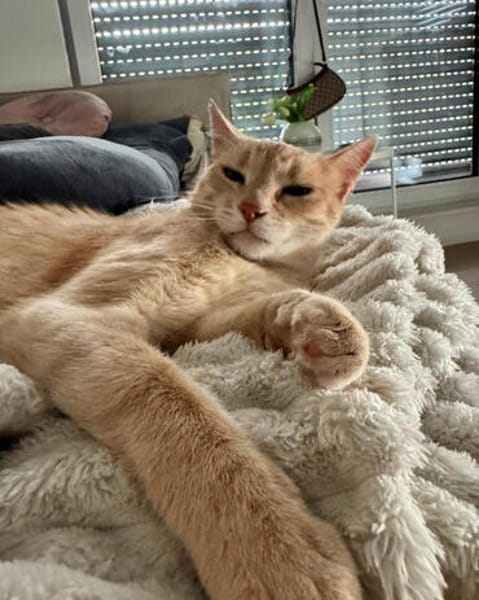 Cappuccino, feinfühliger Schmusekater, ca. 3 Jahre *in 47803