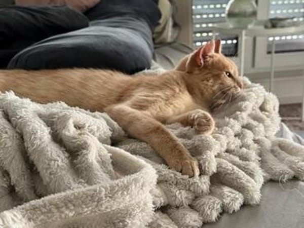 Cappuccino, feinfühliger Schmusekater, ca. 3 Jahre *in 47803