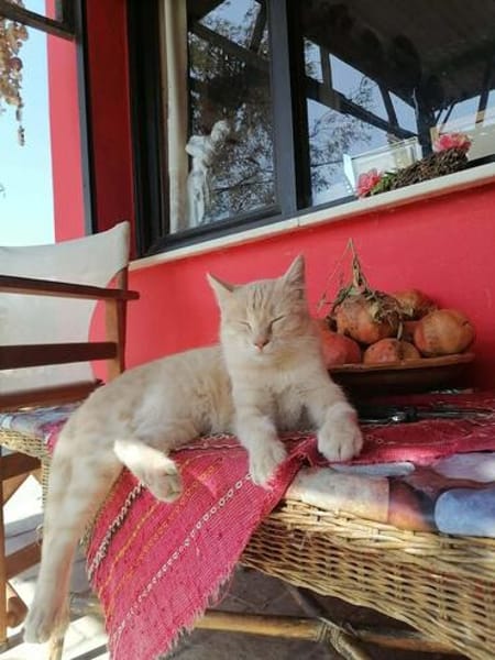 Cappuccino, feinfühliger Schmusekater, ca. 3 Jahre *in 47803