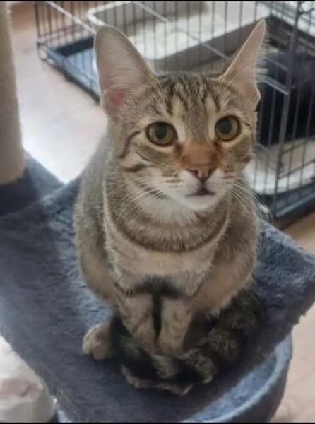 Tina & Tino Schmusetiger suchen Familie zum kuscheln