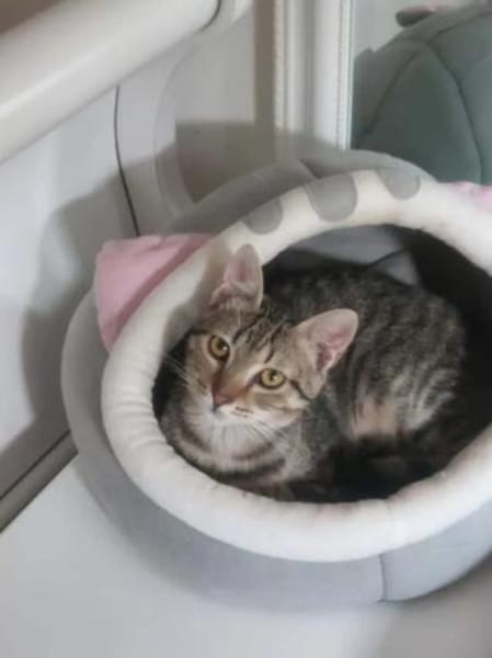 Tina & Tino Schmusetiger suchen Familie zum kuscheln