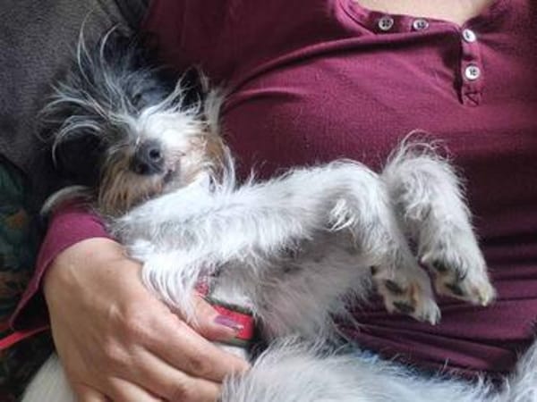 Wuschelhund zum verlieben - Moritz