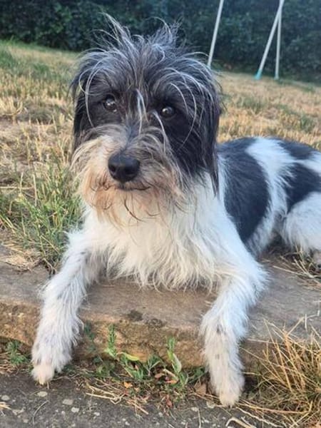 Wuschelhund zum verlieben - Moritz