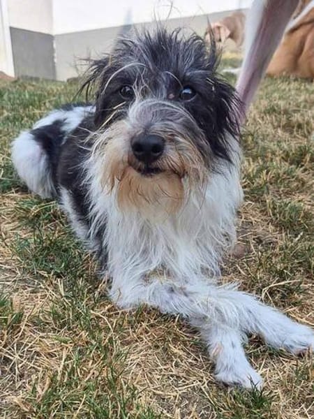 Wuschelhund zum verlieben - Moritz