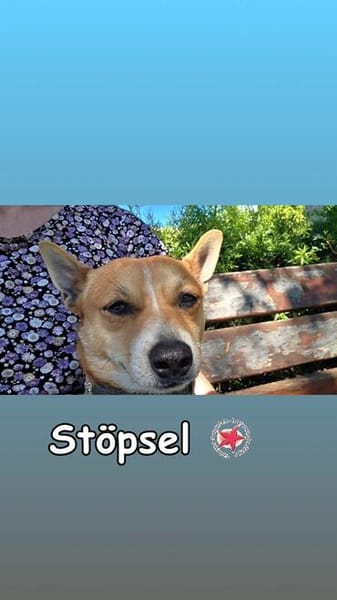STÖPSEL