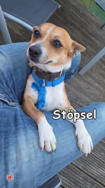 STÖPSEL
