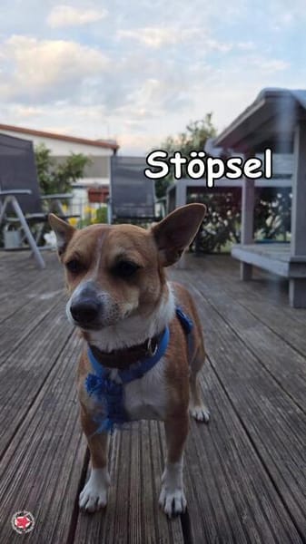 STÖPSEL