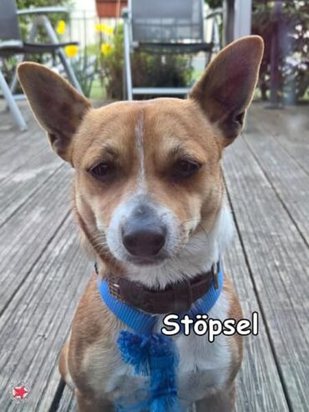 STÖPSEL