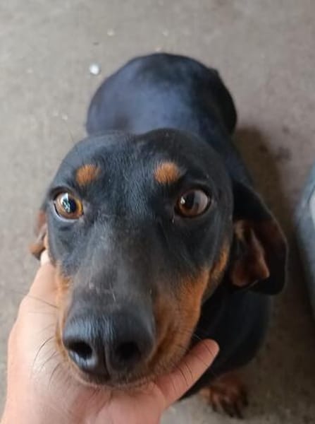 Lili  eine zweite Chance für ein großes Hundeglück