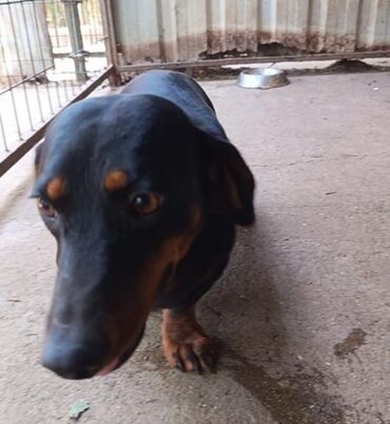 Lili  eine zweite Chance für ein großes Hundeglück