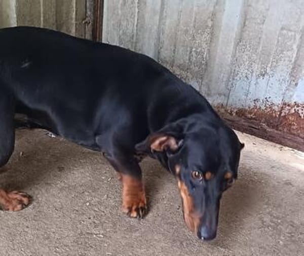 Lili  eine zweite Chance für ein großes Hundeglück