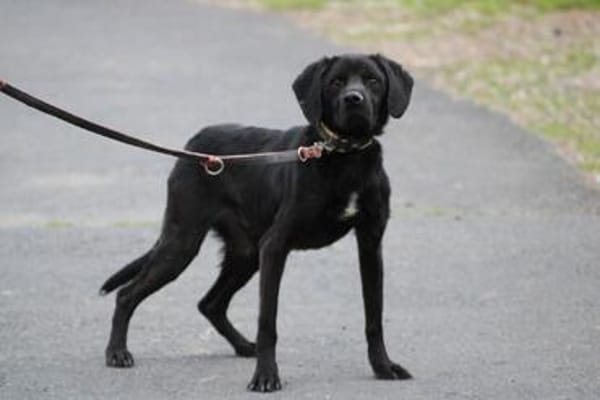 Basti - kinderlieber Familienhund