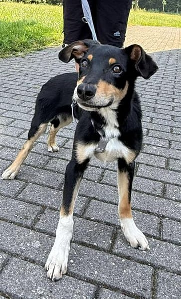 Welpenbub Malfi auf Pflegestelle in Mülheim an der Ruhr