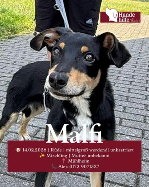 Welpenbub Malfi auf Pflegestelle in Mülheim an der Ruhr