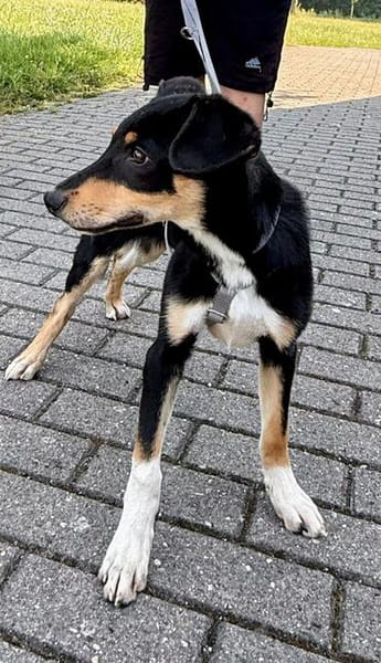 Welpenbub Malfi auf Pflegestelle in Mülheim an der Ruhr