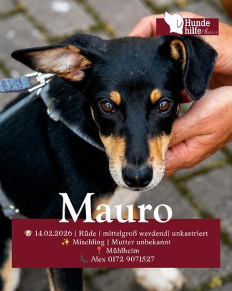 Welpenbub Mauro aus Mülheim am der Ruhr sucht sein Glück