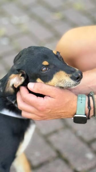 Welpenbub Mauro aus Mülheim am der Ruhr sucht sein Glück