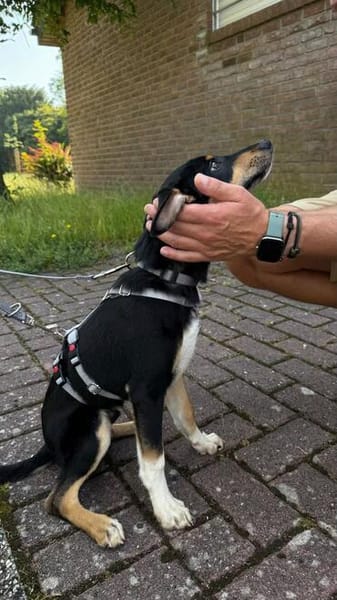 Welpenbub Mauro aus Mülheim am der Ruhr sucht sein Glück