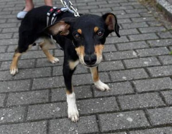 Welpenbub Mauro aus Mülheim am der Ruhr sucht sein Glück