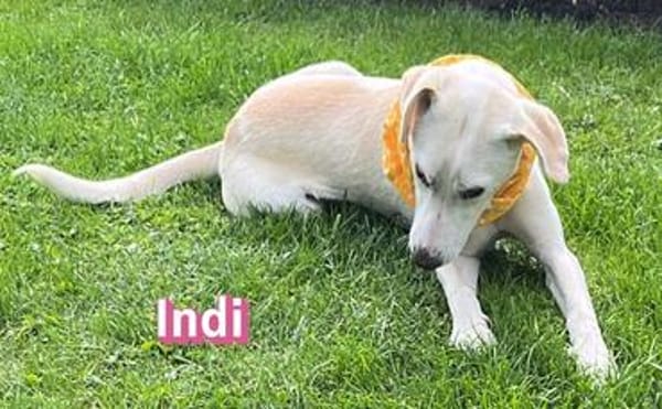 Indi - verschmust und lernwillig