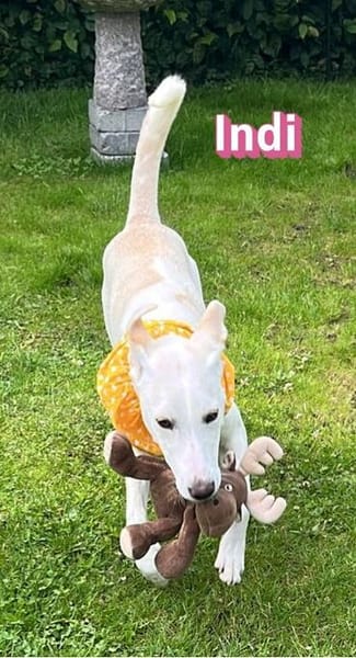 Indi - verschmust und lernwillig