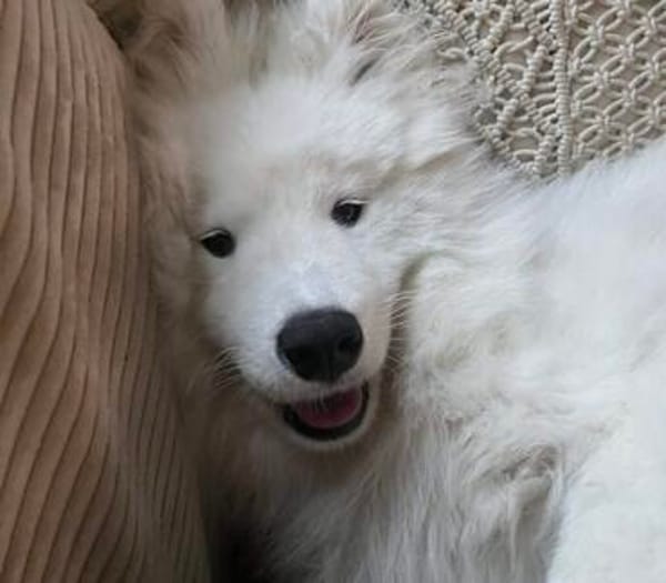 Samojedenrüde Koda