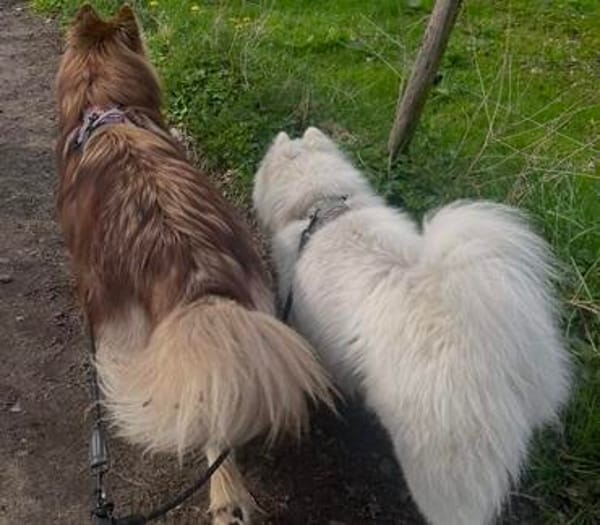 Samojedenrüde Koda