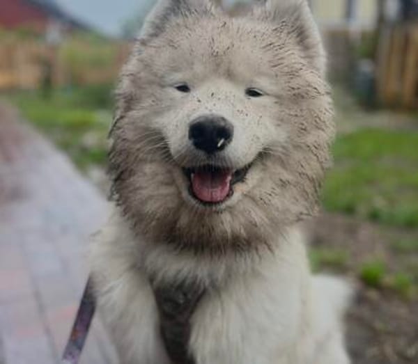 Samojedenrüde Koda