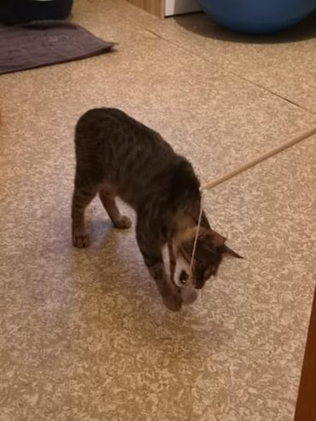 Schmusekater Tiger sucht passende Dosenöffner