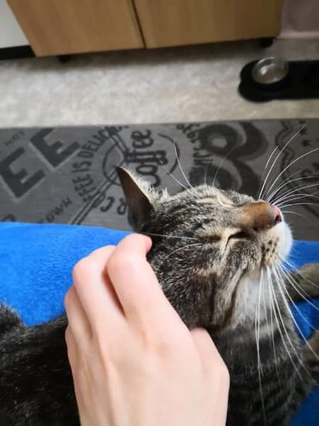 Schmusekater Tiger sucht passende Dosenöffner