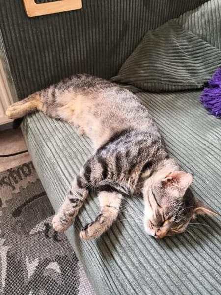 Schmusekater Tiger sucht passende Dosenöffner